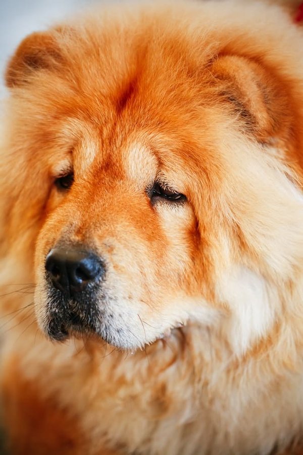 Où trouver les meilleurs ateliers de calligraphie en Chine ?